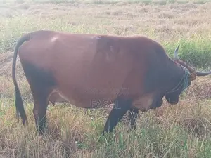 කිරි හරක්