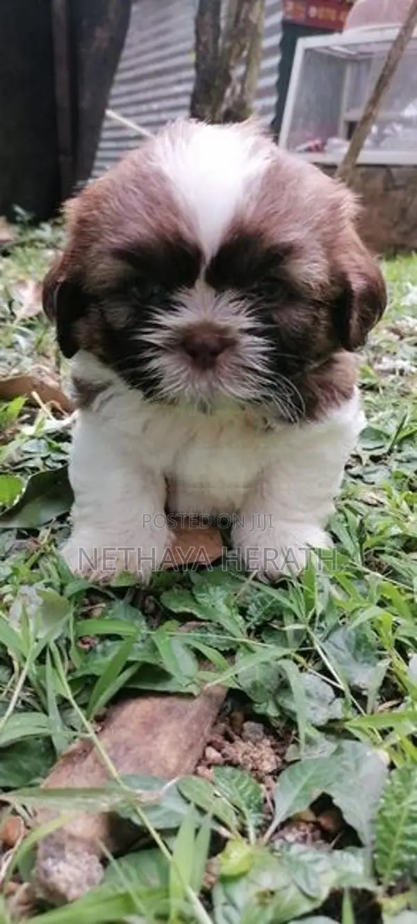 Shih Tzu Puppies
