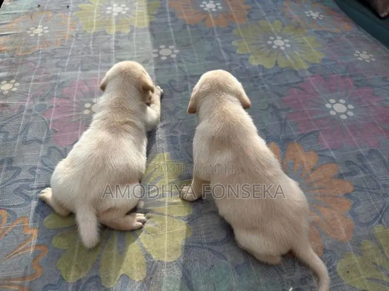Labrador Puppies