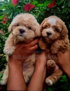 Terrier Puppies