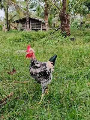 rooster