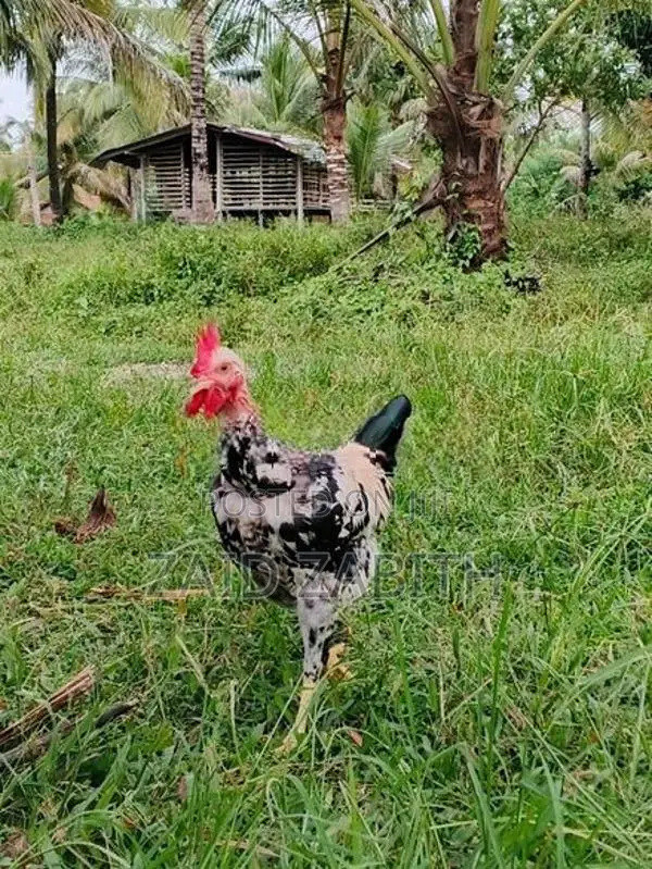 rooster