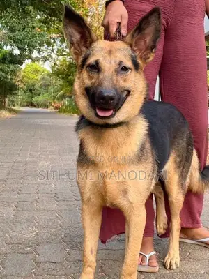 German Shepherd Short Coat Female