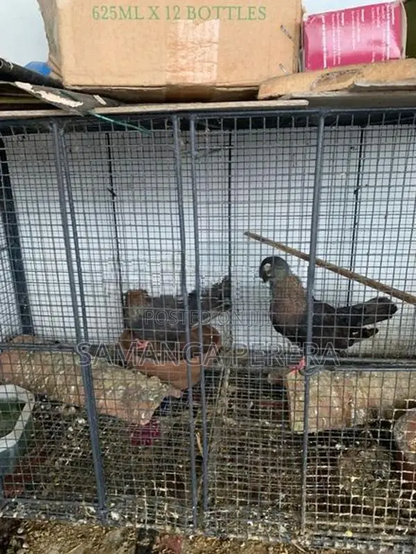 Golden Holland Pigeon