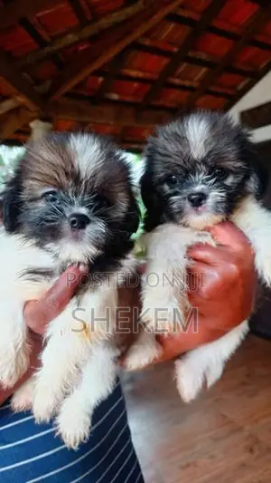 Shihtzu Puppies