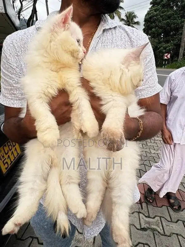 Persian Kittens