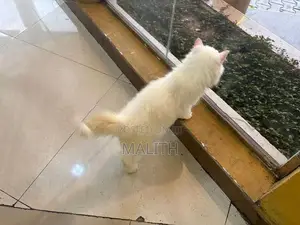 Persian Kittens
