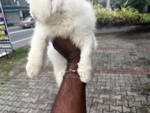Persian Kittens