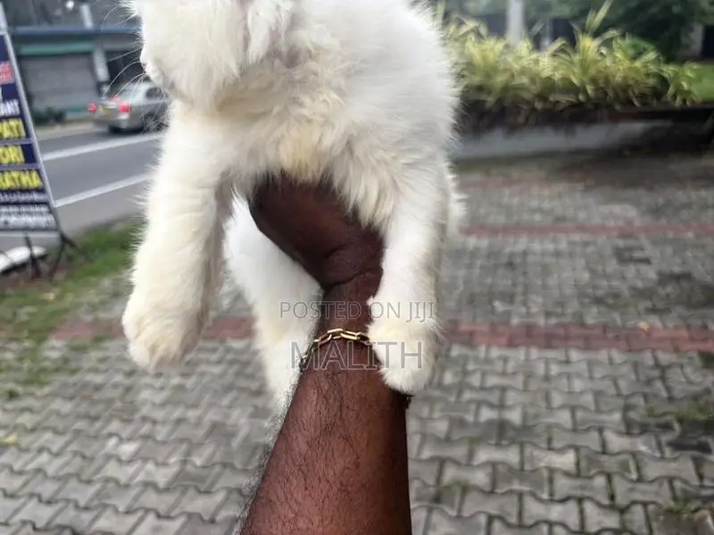 Persian Kittens
