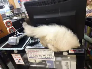Persian Kittens
