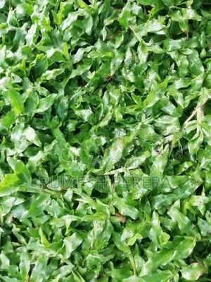 Malaysian Grass Carpet