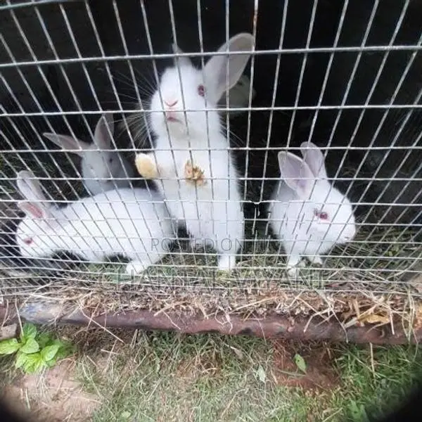 Rabbits