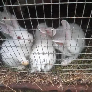 Rabbits