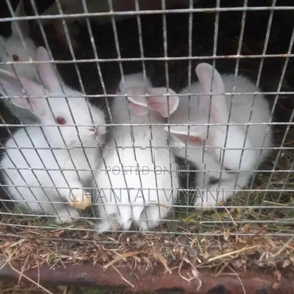Rabbits