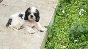 Shih Tzu Puppies