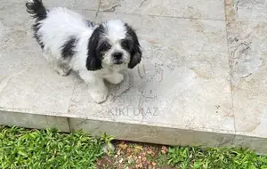 Shih Tzu Puppies
