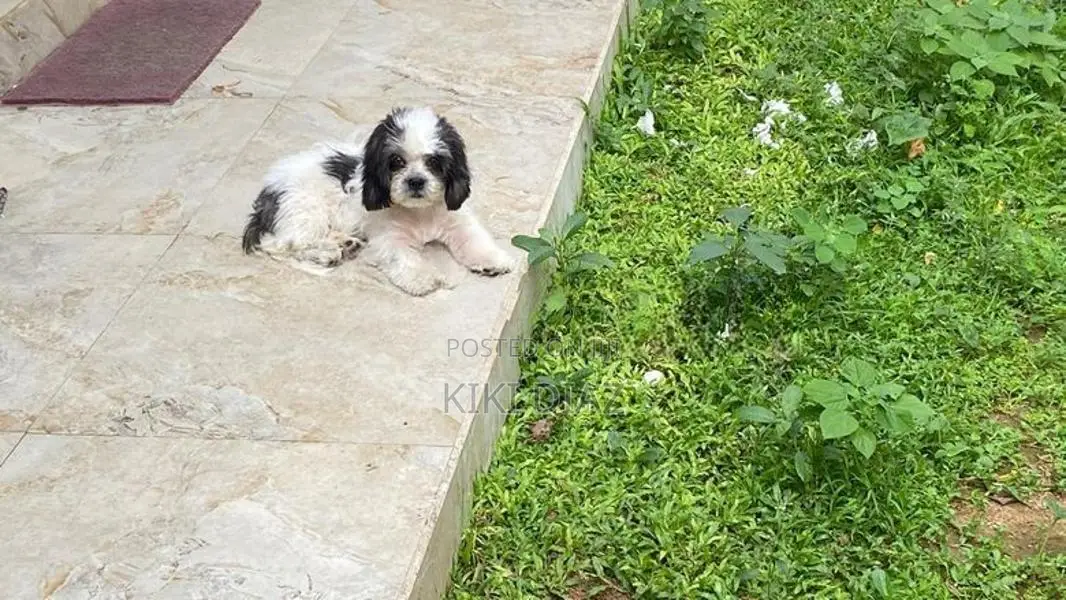 Shih Tzu Puppies