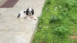 Shih Tzu Puppies