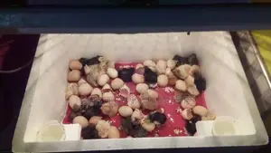 90 Egg Incubator