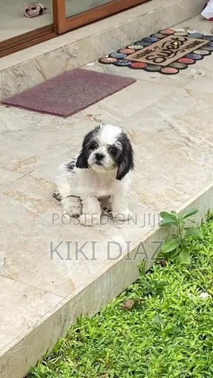 Shih Tzu Puppies