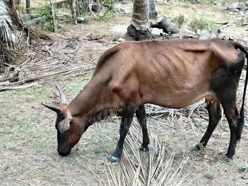 Milk Cow
