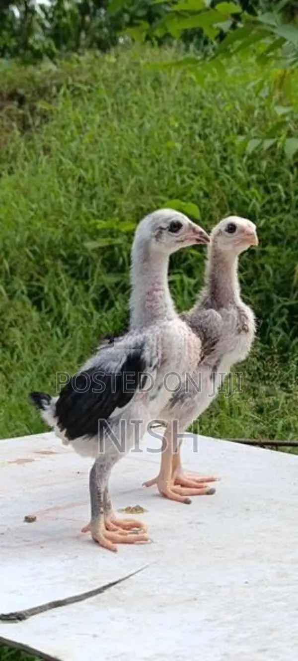 Shamo Chicks