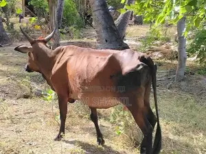 Milk Cow