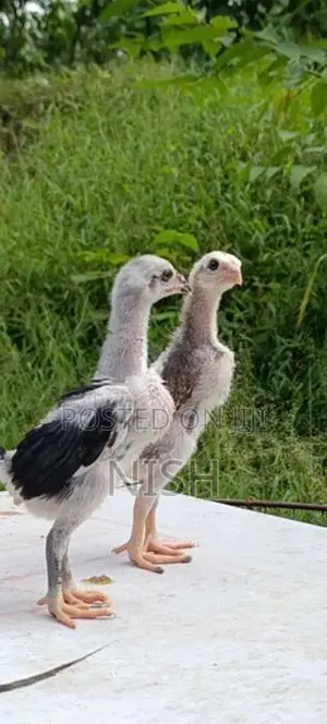 Shamo Chicks