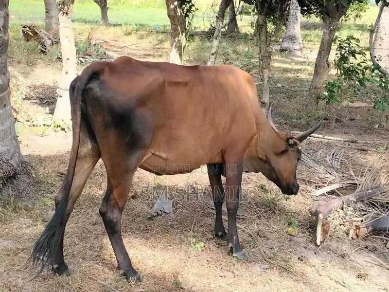 Milk Cow