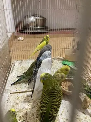 Love Birds