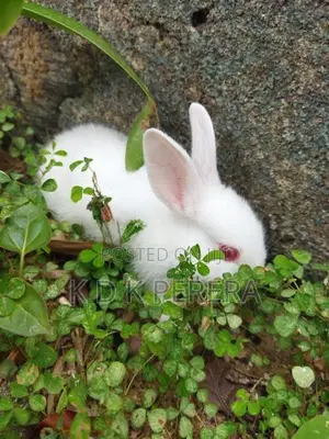 Rabbits