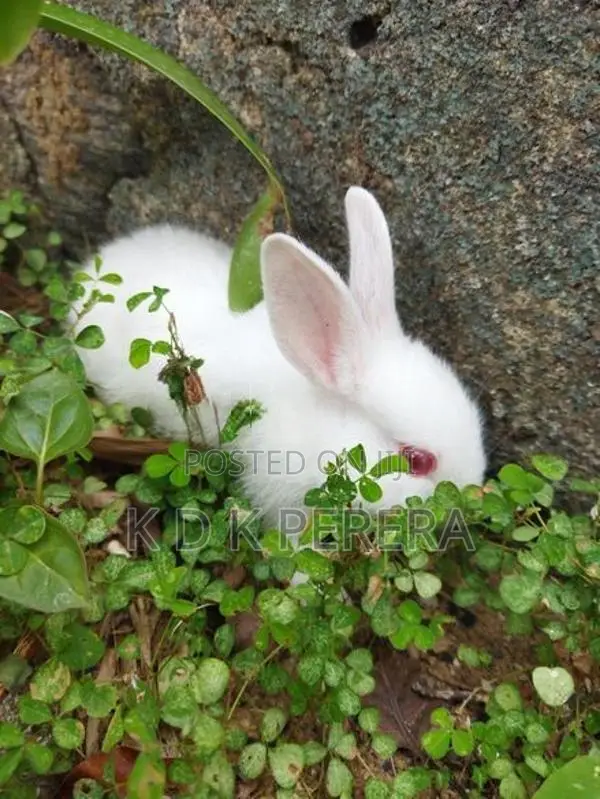 Rabbits