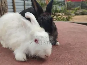 Rabbits