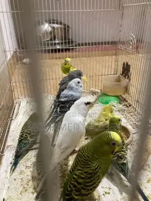 Love Birds