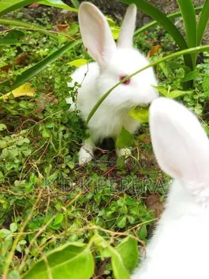 Rabbits