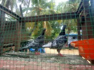 Pigeons