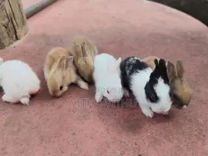 Rabbits