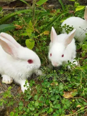 Rabbits