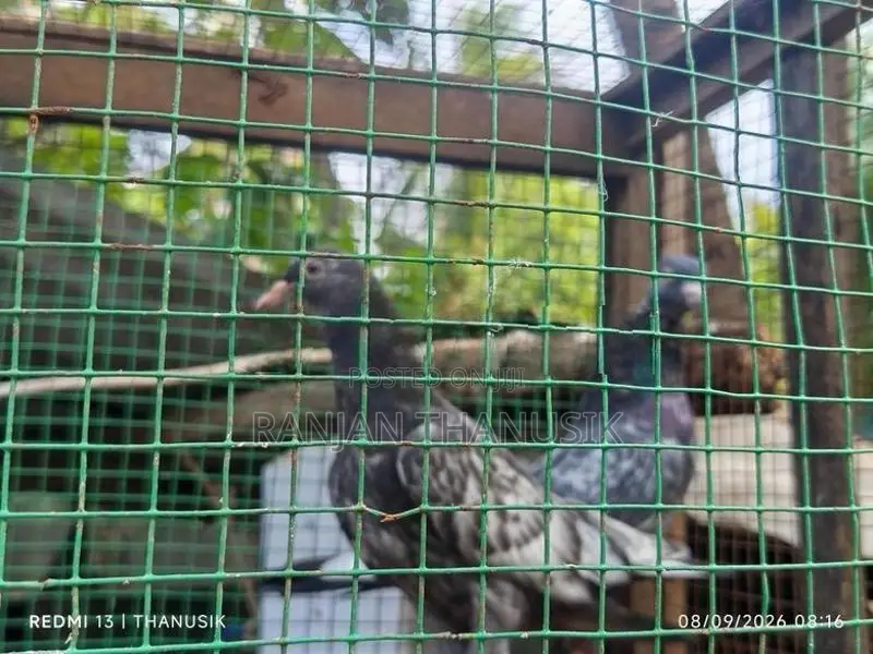 Pigeons