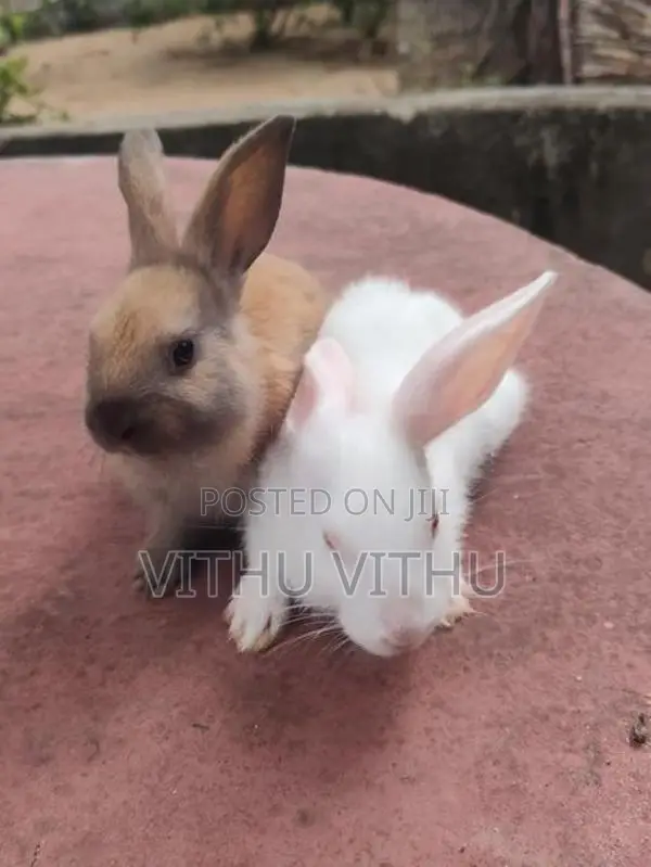 Rabbits