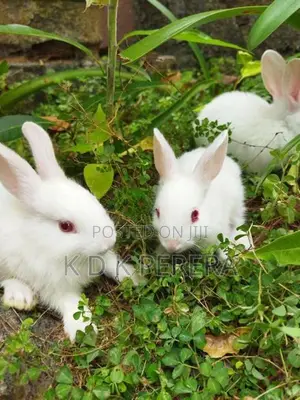 Rabbits