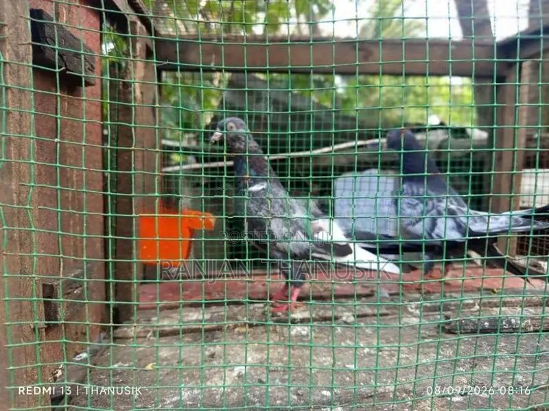 Pigeons