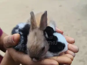 Rabbits