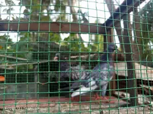 Pigeons