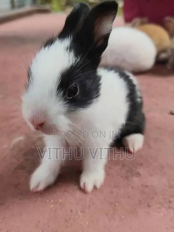 Rabbits