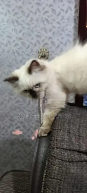 Himalayan Cat