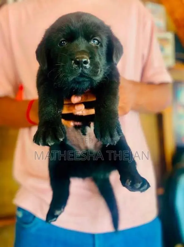Black Labrador Retriever Puppy