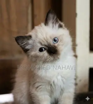Himalayan Cat