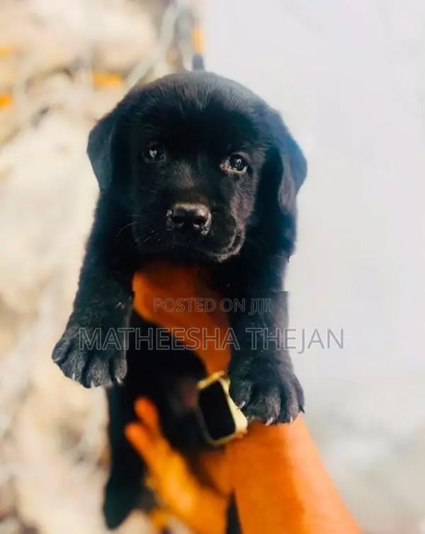 Black Labrador Retriever Puppy
