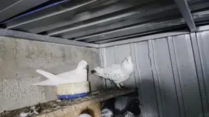 Pigeons